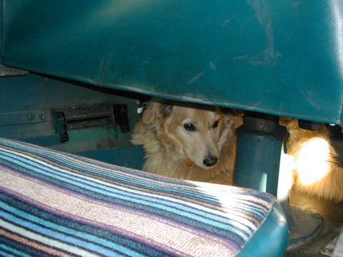 Our yard dog, sitting under the drivers seat of 14